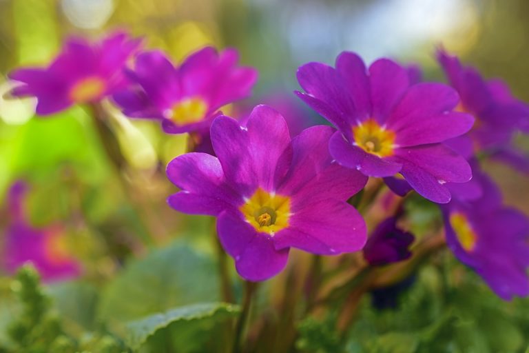 Primeln stilnote Haus Garten Food